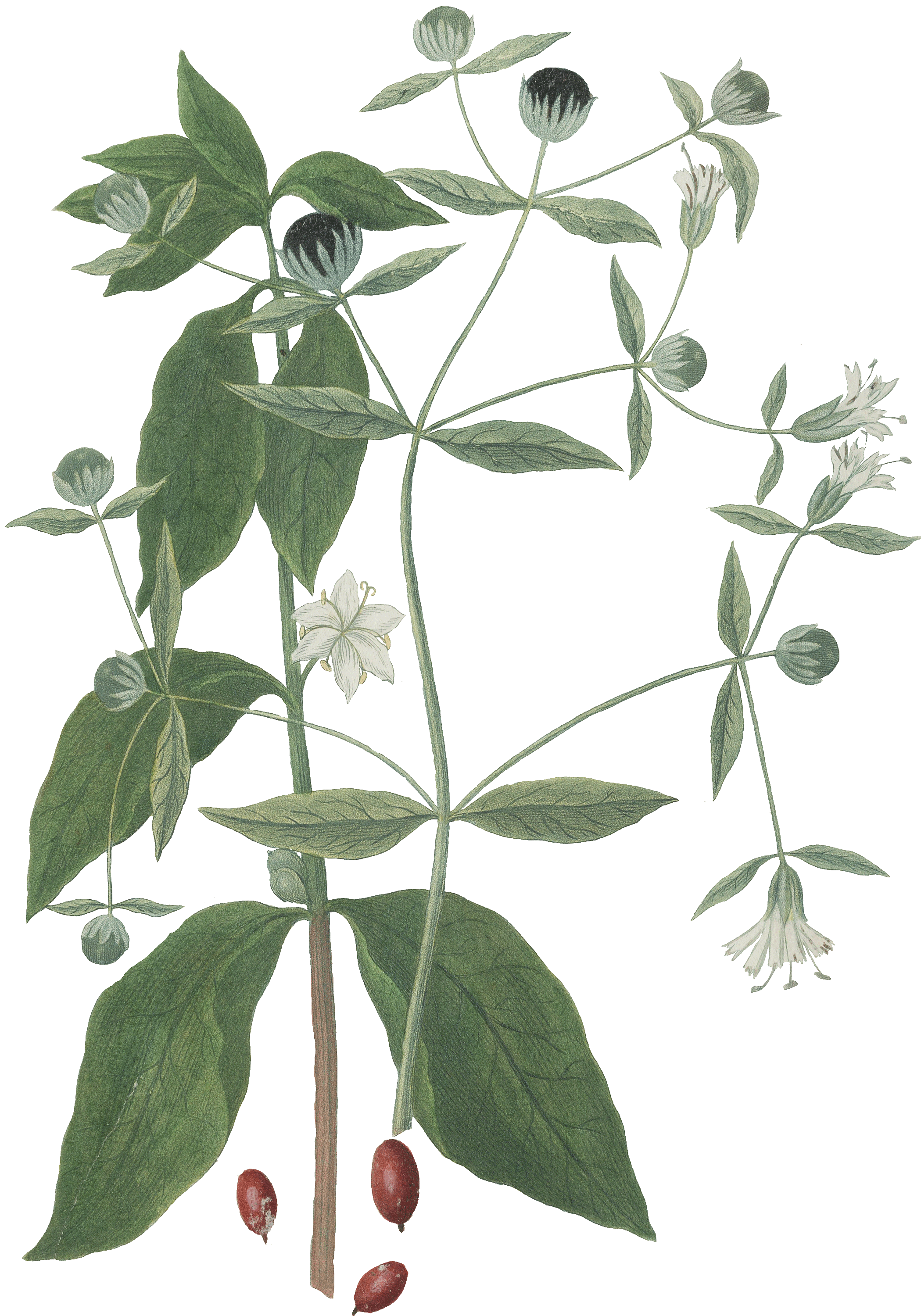 Kaffeepflanze aus dem Prachtband "Phytanthoza-Iconographia" von Johann Wilhelm Weinmann.