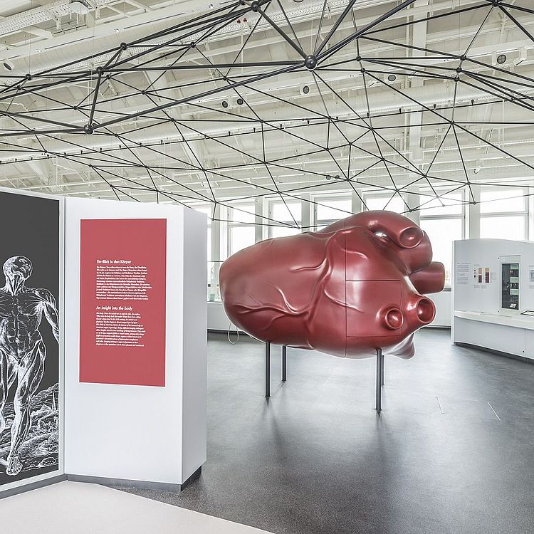 Herzmodell Ansicht Gesundheitsausstellung