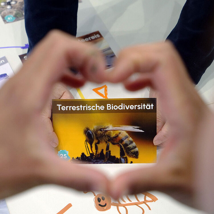 Hände formen ein Herz im Vordergrund, im Fokus eine Karte mit der Überschrift „Terrestrische Biodiversität“ und einem Foto einer Honigbiene auf gelbem Hintergrund; auf dem Tisch liegen weitere Infokarten und Diagramme zu Klima- und Meeresspiegelthemen.