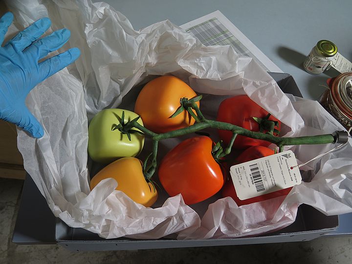 Modell von sechs eckigen Tomaten an einer Rispe.