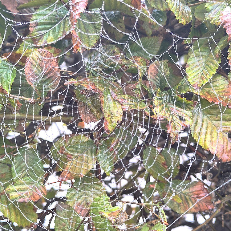 Spinnennetz mit Perlen aus Tau, gespannt zwischen herbstlich verfärbten grünen und braunen Blättern eines Gebüschs.