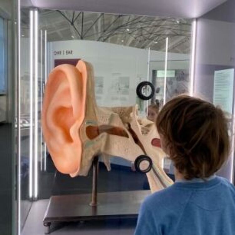 Junge betrachtet Modell eines Ohrs Ein Kind von hinten betrachtet ein übergroßes anatomisches Modell des menschlichen Ohrs in einer museumsglasvitrine; das Modell zeigt Außenohr, Gehörgang, Trommelfell und Teile des Mittelohrs, im Hintergrund Informationspanels und helle vertikale Leuchten.