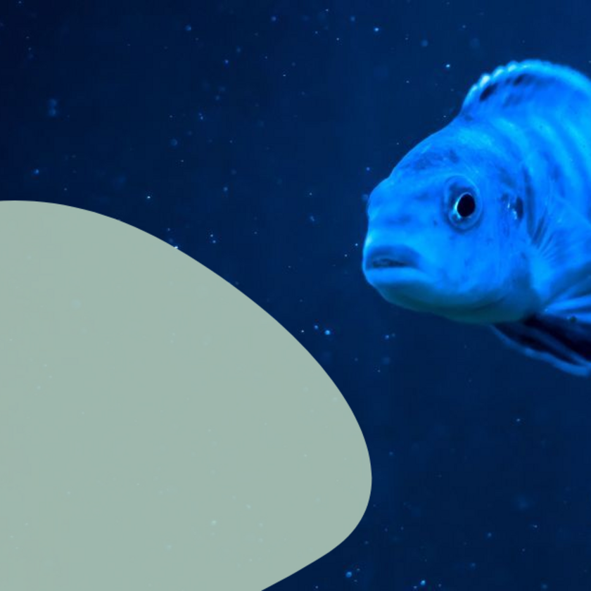 Fisch vor Luftblase mit Text