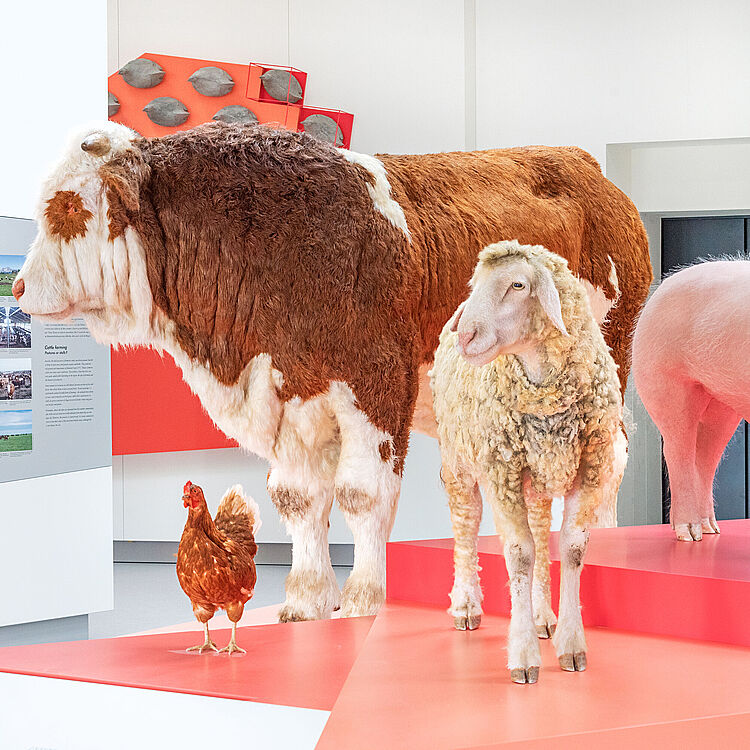 Ein Rind, ein Huhn, ein Schwein und ein Schaf.