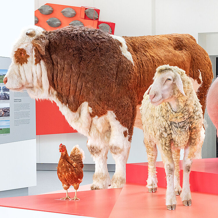 Nutztierinsel Ein Rind, ein Huhn, ein Schwein und ein Schaf.