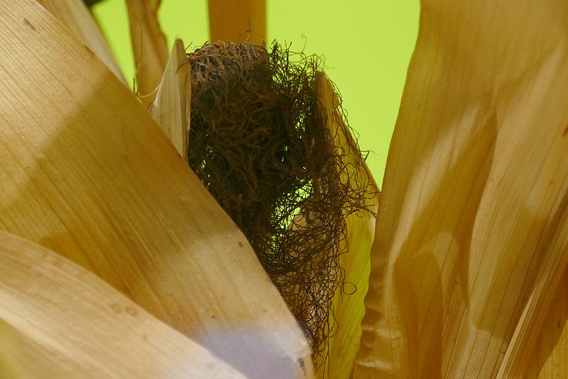 Schulklassen Workshop Landwirtschaft