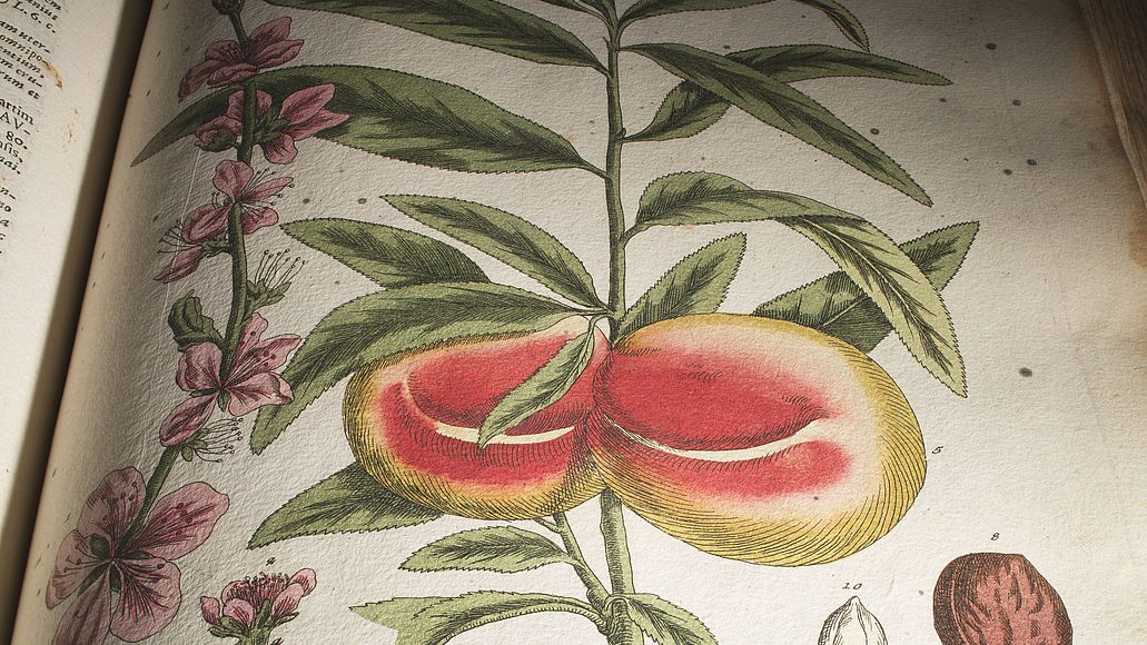 Stich eines Pfirsichs.