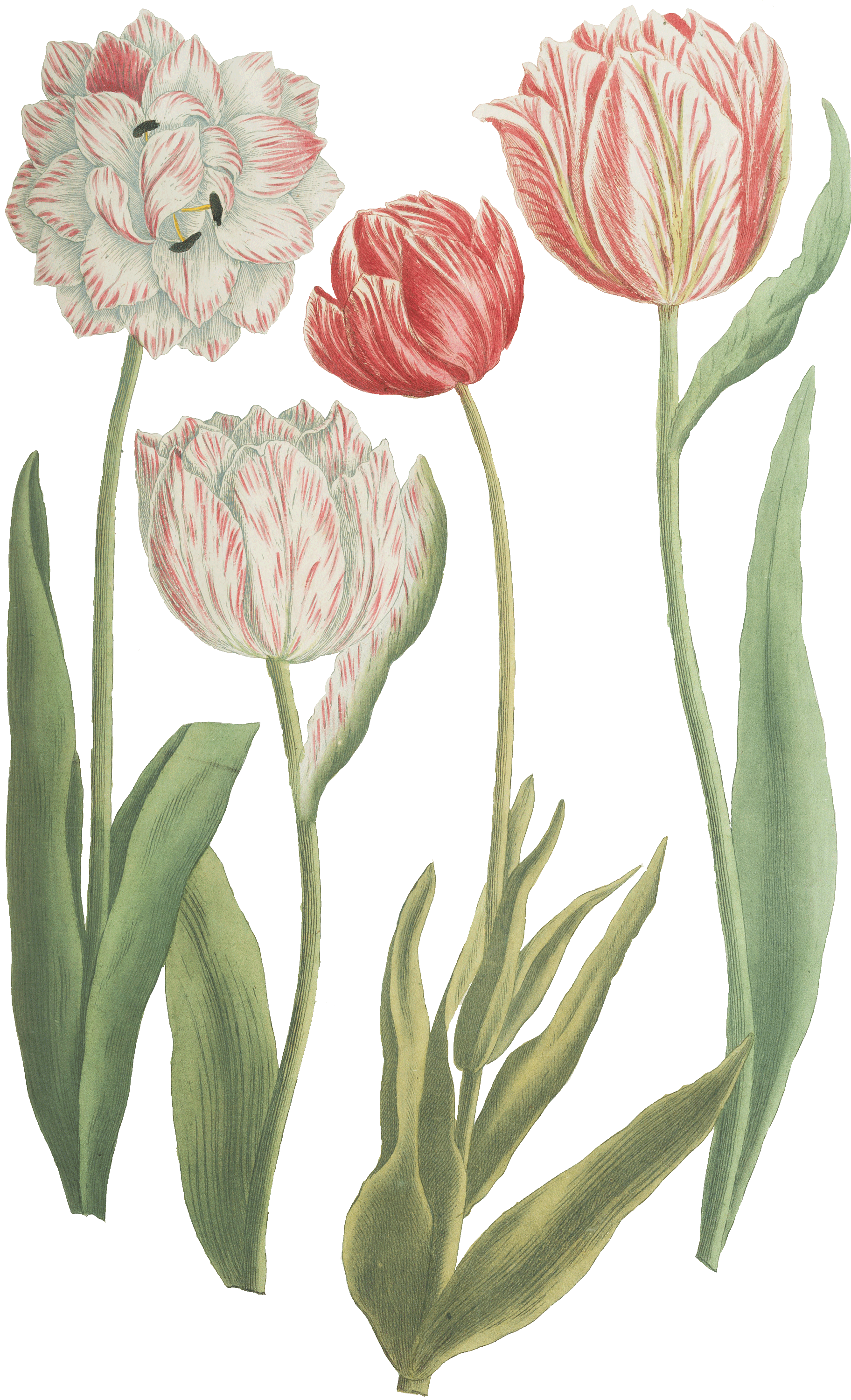 Vier Tulpen aus dem Prachtband "Phytanthoza-Iconographia" von Johann Wilhelm Weinmann.