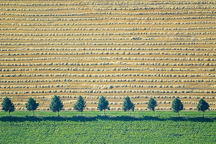 Baumreihe im Ackerland Luftbild von einer Baumreihe im Ackerland
