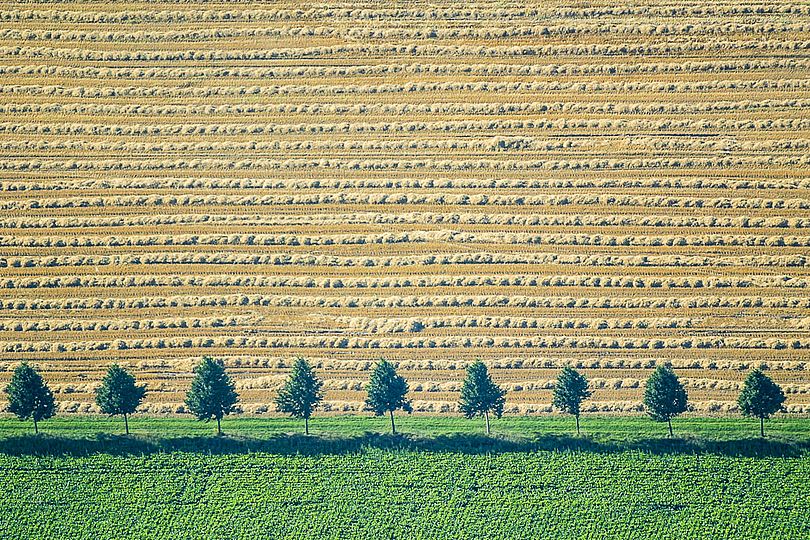 Luftbild von einer Baumreihe im Ackerland