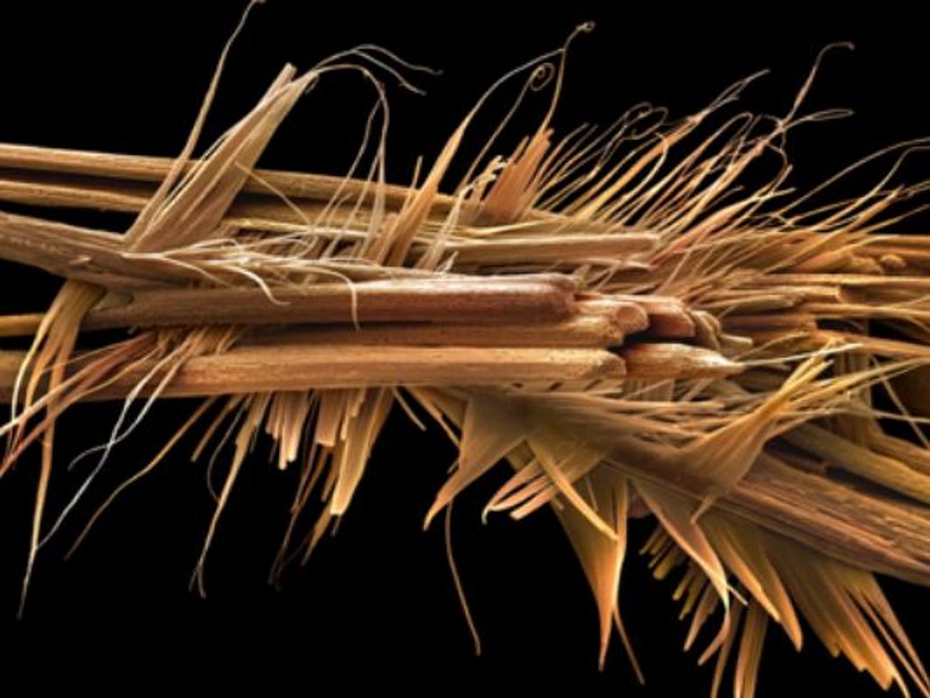 Rasterelektronenmikroskopaufnahme von den feinen Koffein-Kristallnadeln