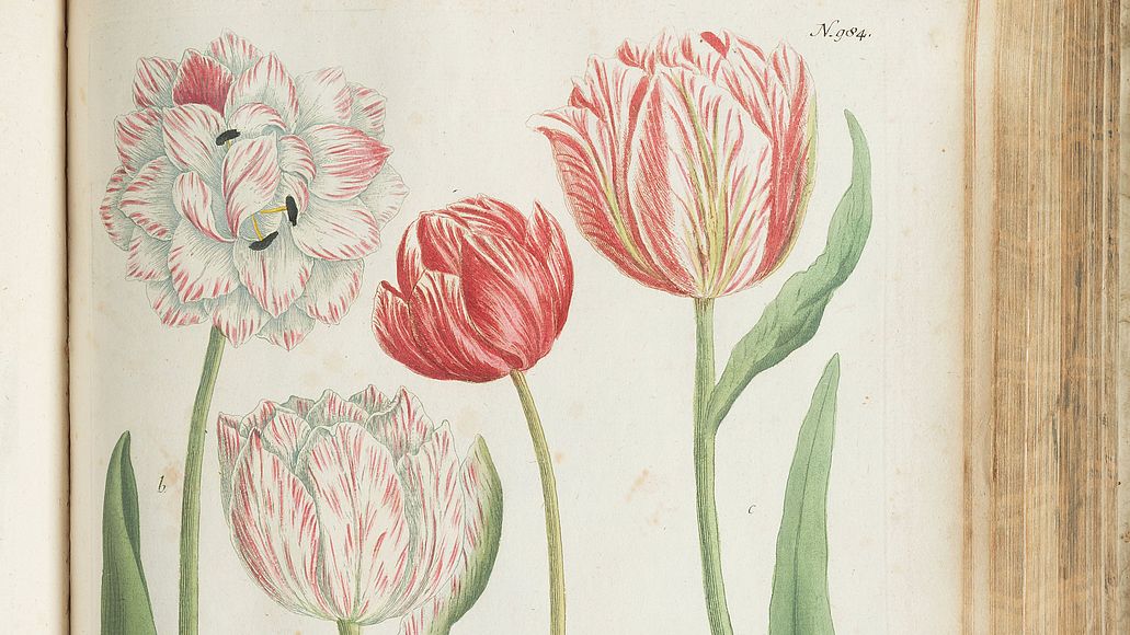 Tulpe