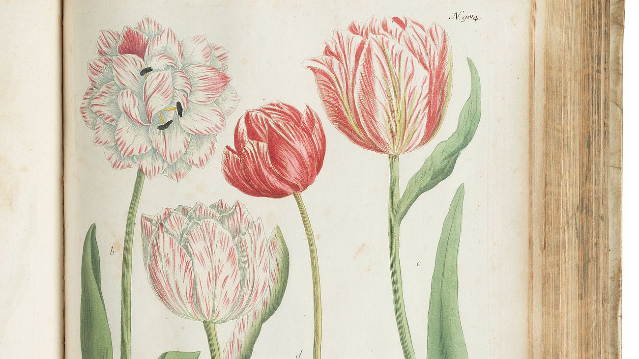 Tulpe
