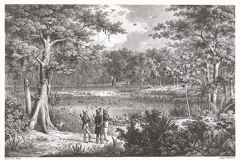 Teich mit üppiger Flora und Fauna