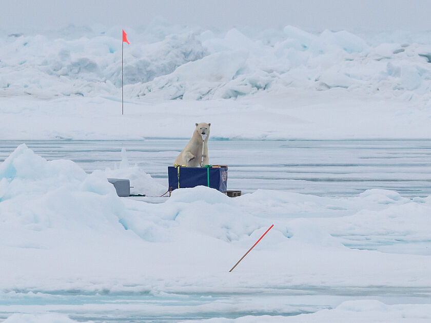 Ein Eisbär sitzt auf der Ocean City ADCP-Box.
