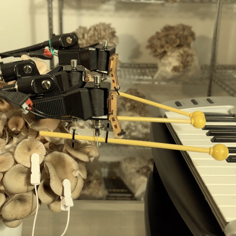 Eine Installation mit Pilzen, an denen Kabel und Sensoren befestigt sind. Mechanische Arme schlagen mit gelben Schlägeln Tasten eines Keyboards an.