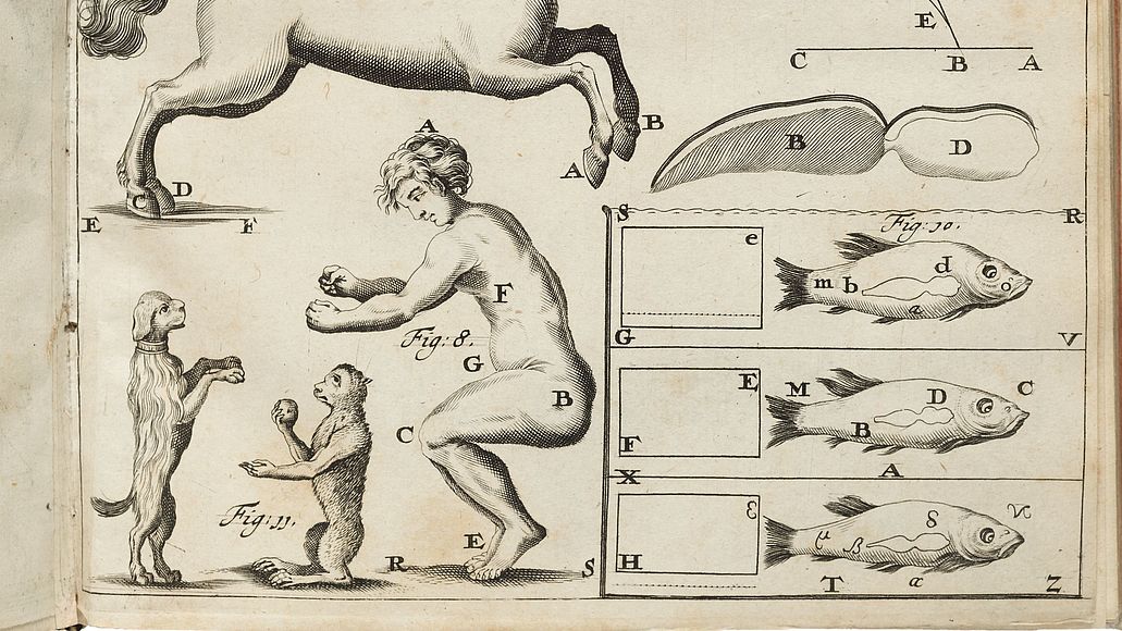 Vergleich Bewegungen von Mensch und Tieren.