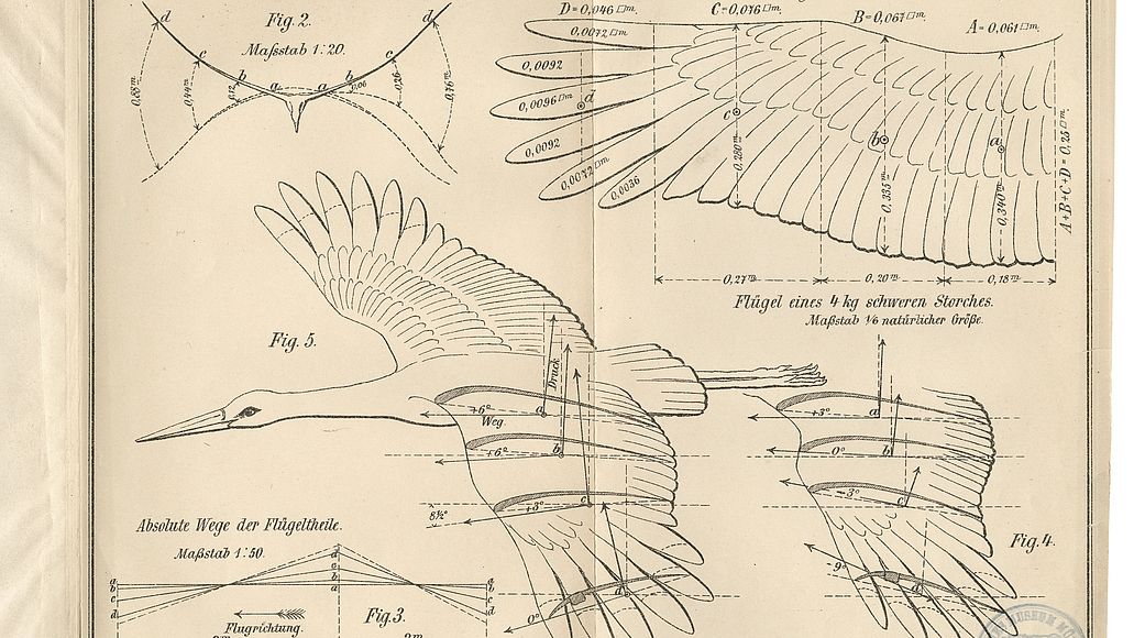 Studien zum Vogelflug