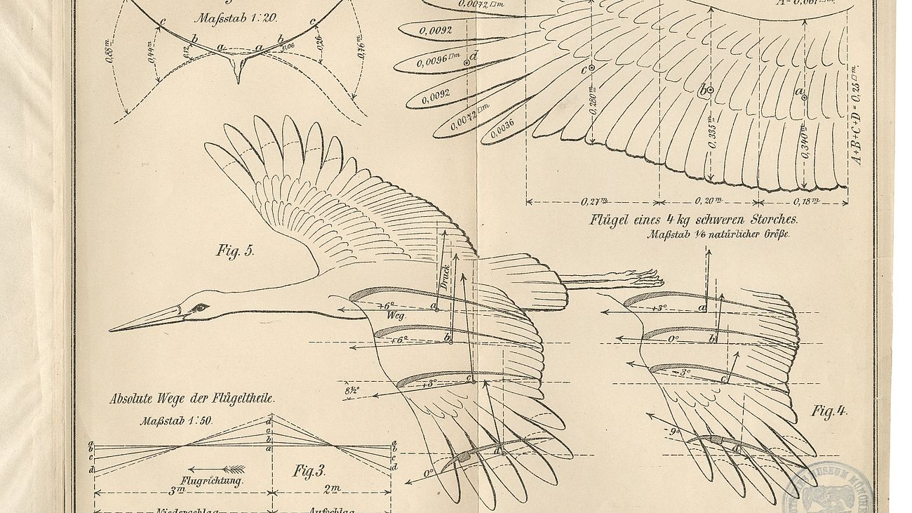 Studien zum Vogelflug