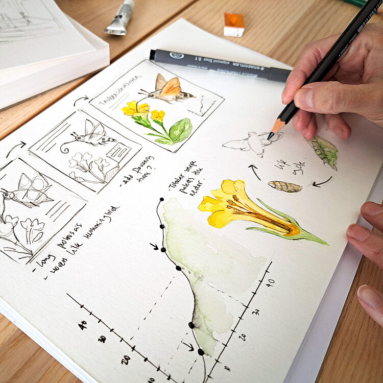 Nahaufnahme einer Hand, die mit Bleistift eine botanische Skizze auf Aquarellpapier zeichnet; das Blatt zeigt gelbe Blüten-Illustrationen, kleine Vogel- und Schmetterlings-Skizzen, Notizen in Handschrift, ein aufgemaltes Diagramm mit Achsen und Punkten sowie Aquarellverwaschungen. Auf dem Holztisch liegen weitere Zeichenblätter, ein schwarzer Fineliner, ein Radiergummi und eine Tube Aquarellfarbe.