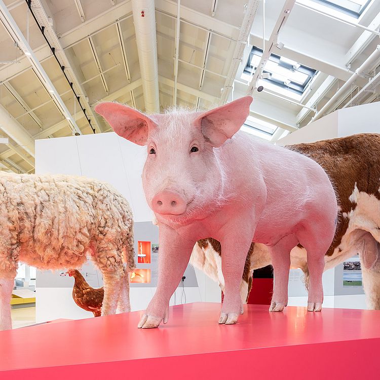 Ein Rind, ein Huhn, ein Schwein und ein Schaf.