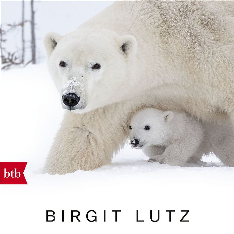 Buchcover "Nachruf auf die Arktis" von Birgit Lutz zeigt Eisbär-Mama mit Kind.