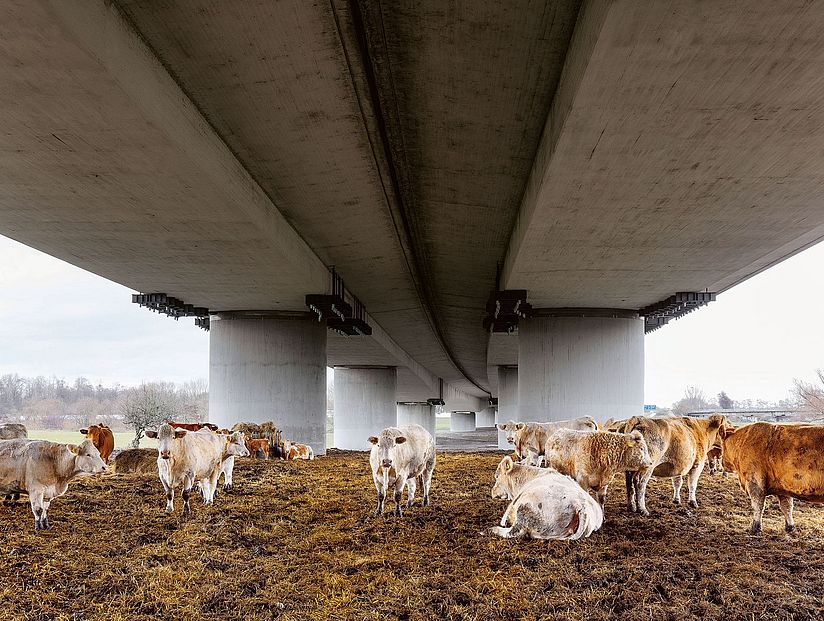 Eine Kuhherde unter einer Autobahnbrücke.