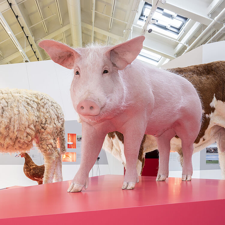 Ausstellungsszene mit lebensgroßen Tiermodellen: ein rosa Schwein vorn auf roter Plattform, links ein wolliges Schaf, rechts ein braunes Rind und darunter eine braune Henne in einem hellen, modernen Museumsraum.
