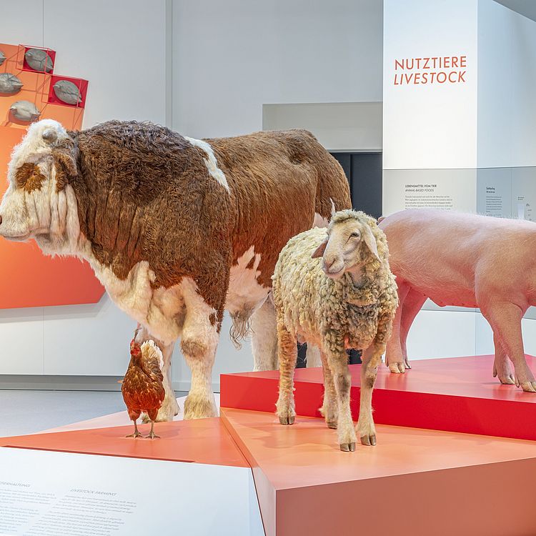 Schulklassenprogramm Ernährung Haustiere Landwirtschaft