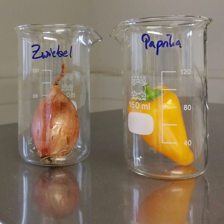 Eine Zwiebel und eine Paprika in je einem Laborglas.