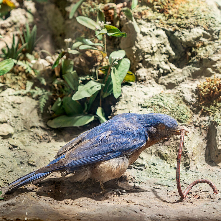 Modell im Zwitscherautomat: ein blauer Vogel zieht einen Regenwurm aus dem Boden.