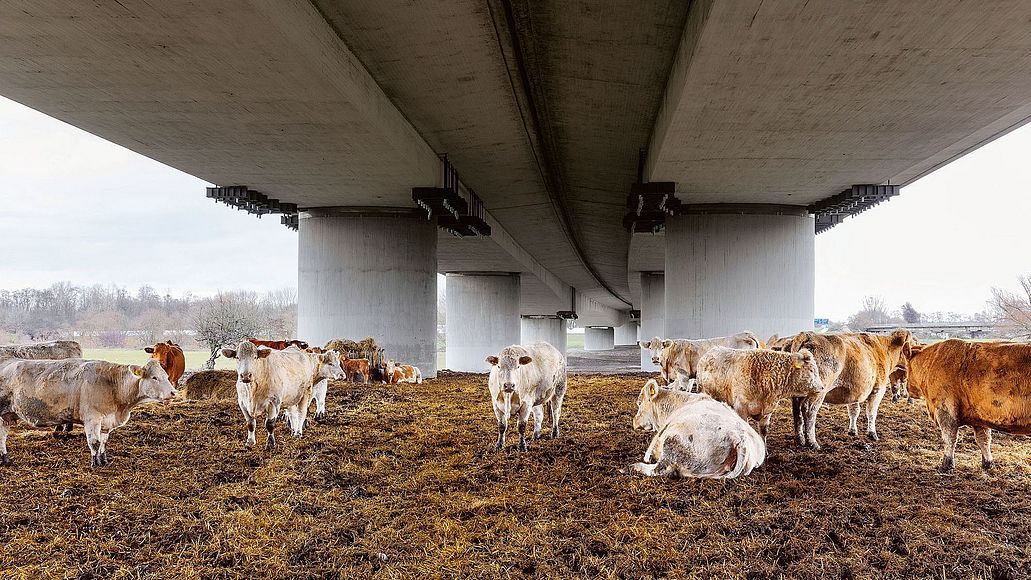 Eine Kuhherde unter einer Autobahnbrücke.