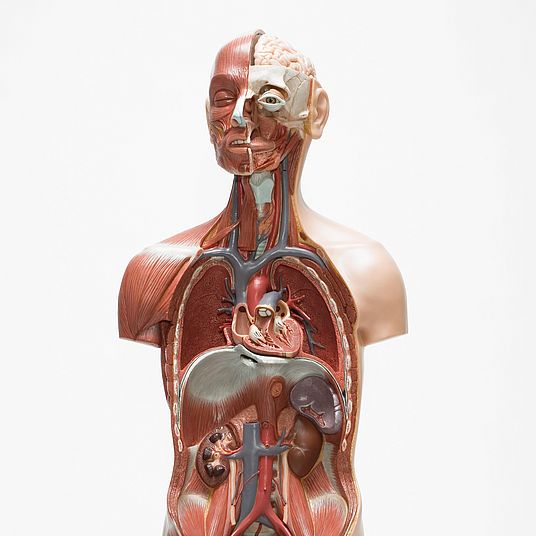 Weiblicher Torso mit Embryo, Modell