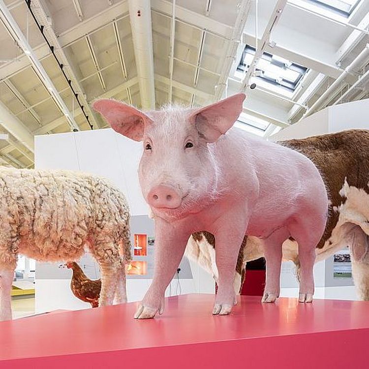 Rind, Schwein, Schaf in der Landwirtschaft