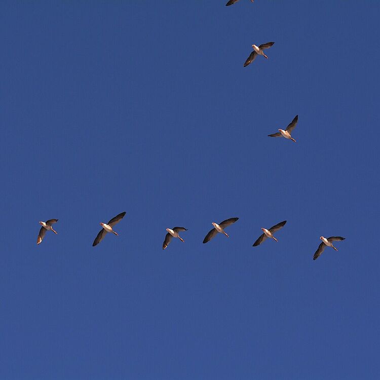 Zugvögel in V-Formation: elf fliegende Vögel mit ausgebreiteten Flügeln vor klarem, tiefblauem Himmel.