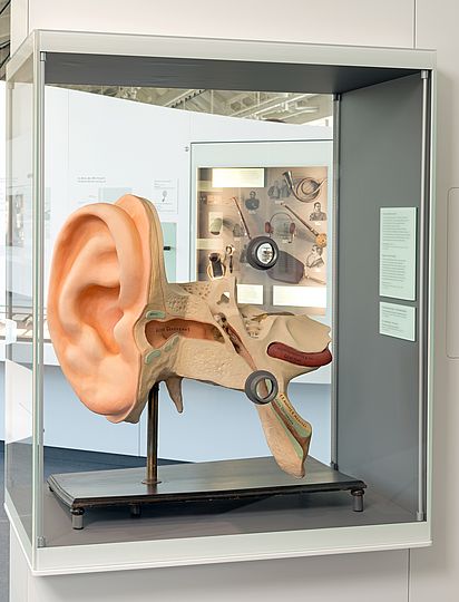 Modell von einem menschlichen Ohr.