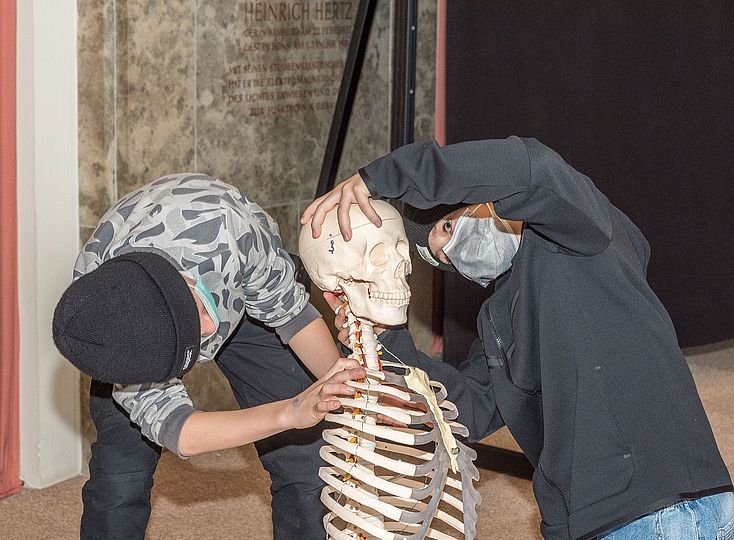 Skelett Montage Kopf auf Hals Ausstellung Gesundheit