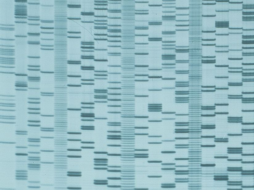 Muster der DNA-Fragment.