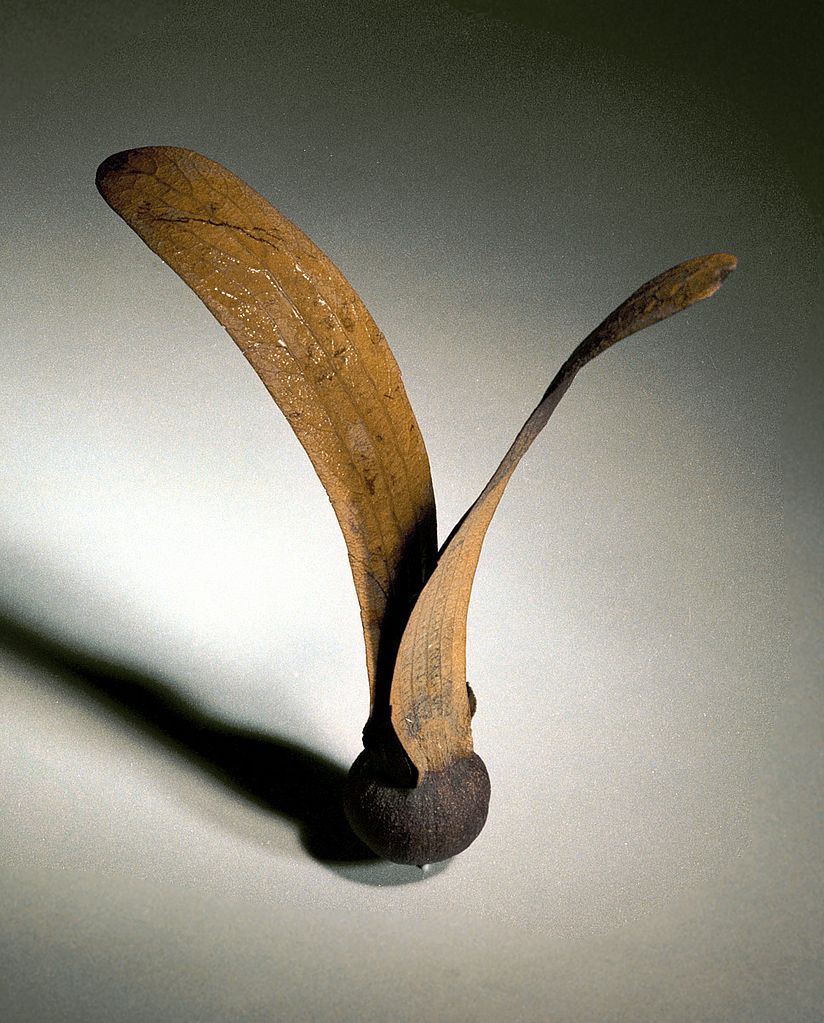 A dipterocarpus seed.