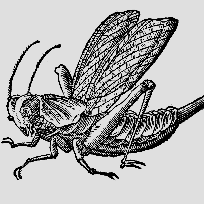 Stich einer Heuschrecke