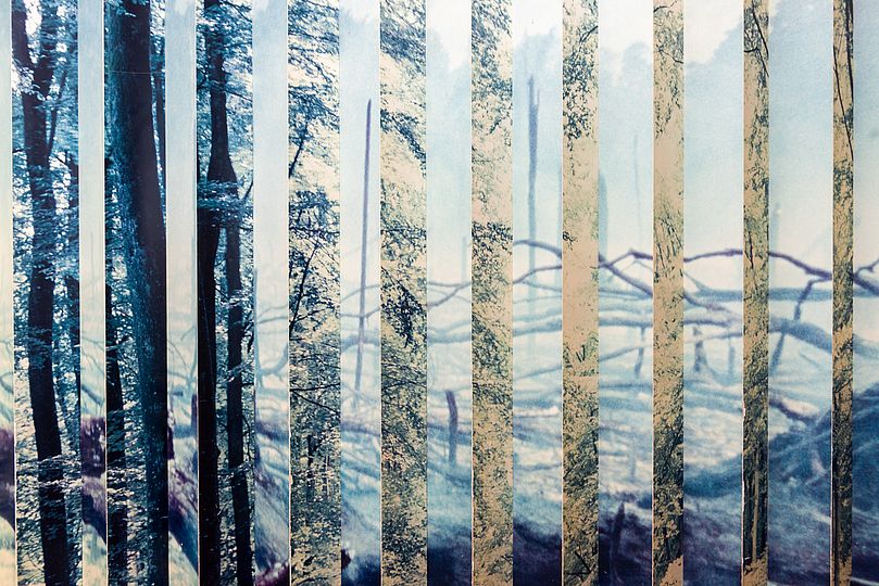 Eine Zickzackwand zeigt den intakten Wald – von der anderen Seite sieht man Borkenkäferschäden.