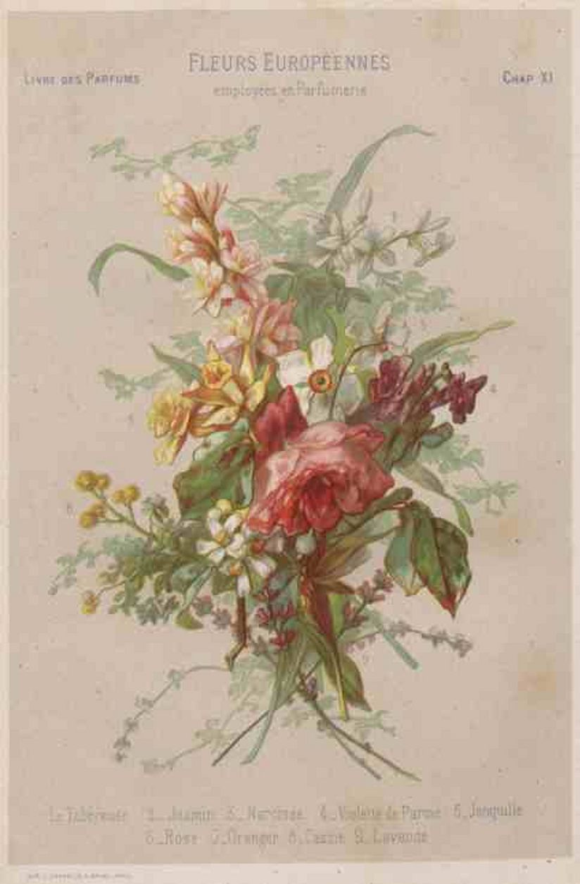 In der Parfumherstellung verwendete Blumen.