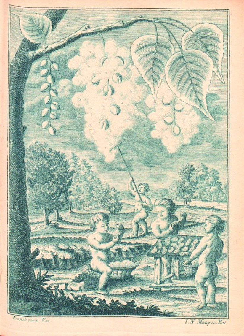 Samenwolle der Schwarzpappel