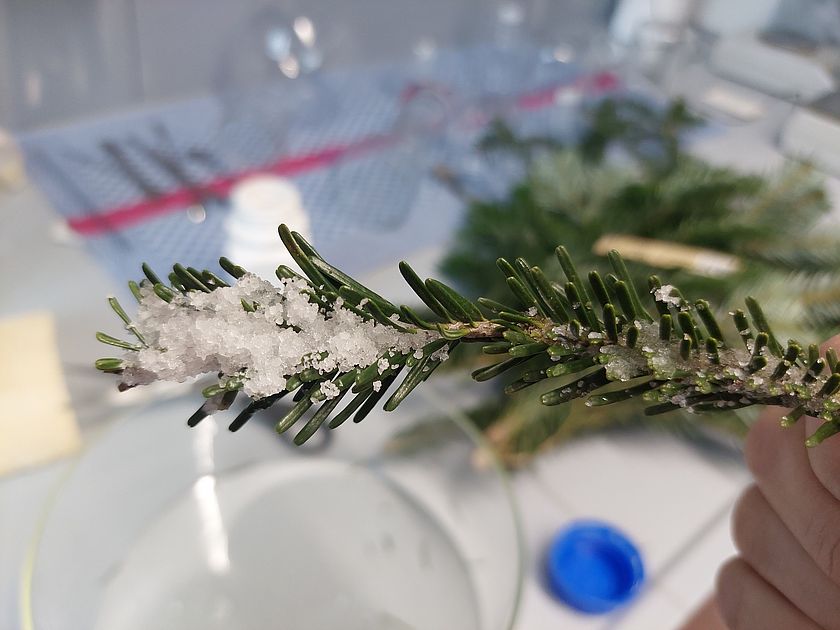 Ein Tannenzweig mit etwas das aussieht wie Schnee.