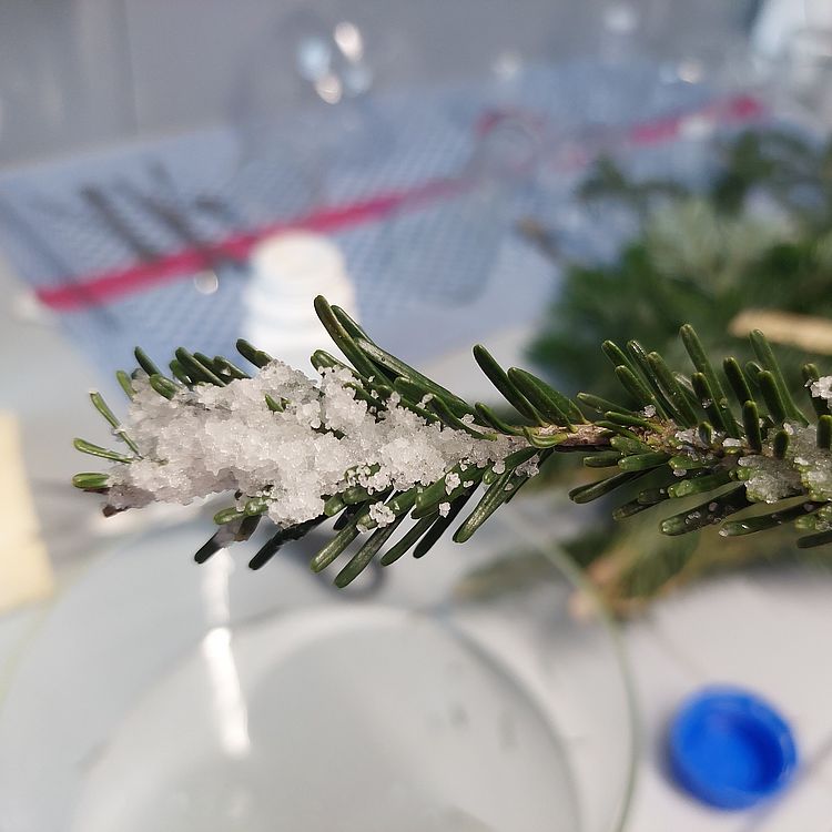 Ein Tannenzweig mit etwas das aussieht wie Schnee.