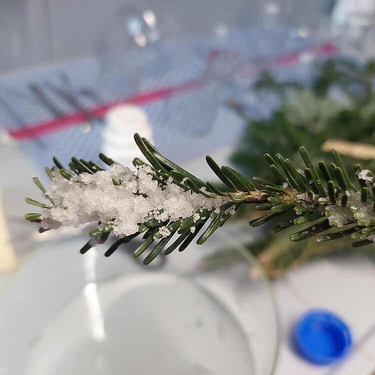 Ein Tannenzweig mit etwas das aussieht wie Schnee.
