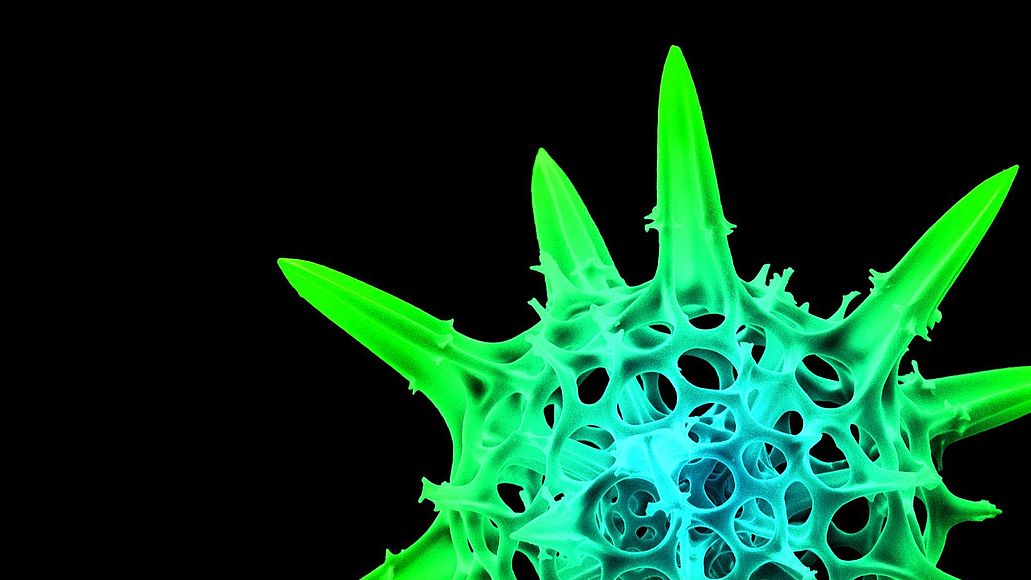 Strahlentierchen Rastermikroskop-Aufnahme eines Radiolaria (Strahlentierchen)