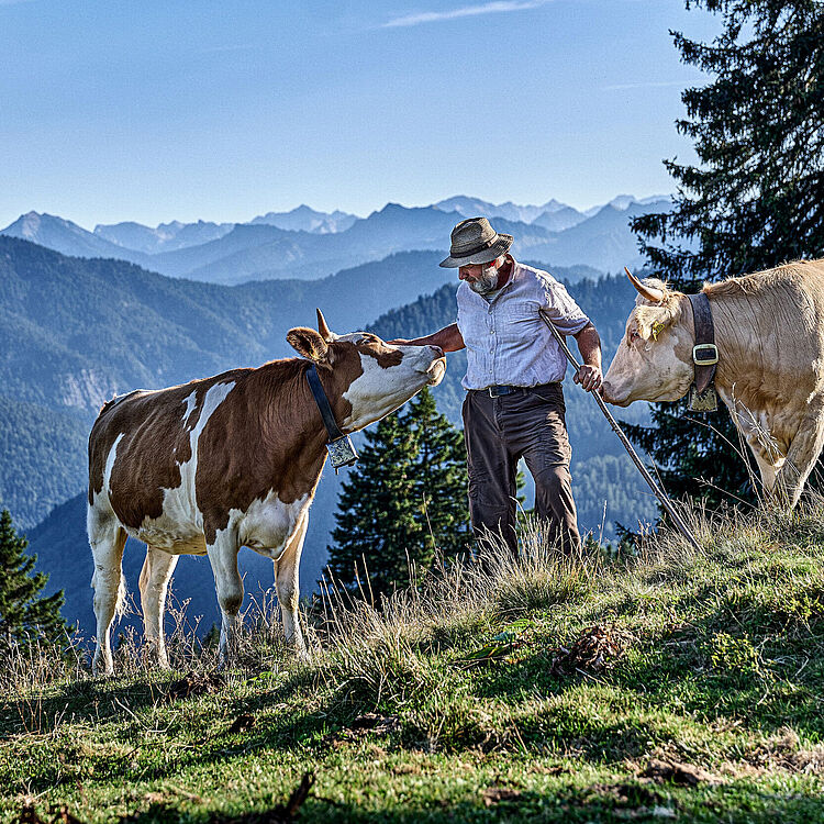 Ein Bergbauer auf einem Bergpfad zwischen zwei Kühen (eine braun-weiß gefleckte und eine hellbraune), der mit Stock eine Kuh am Halsband hält; im Hintergrund mehrschichtige Bergketten, Nadelbäume und blauer Himmel.