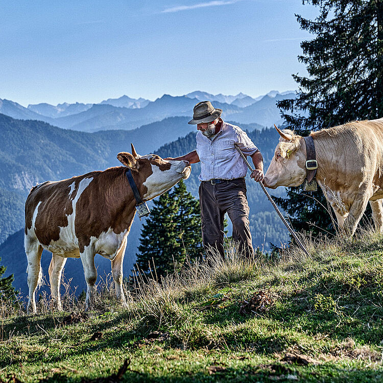 Ein Bergbauer auf einem Bergpfad zwischen zwei Kühen (eine braun-weiß gefleckte und eine hellbraune), der mit Stock eine Kuh am Halsband hält; im Hintergrund mehrschichtige Bergketten, Nadelbäume und blauer Himmel.
